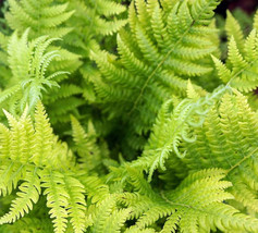 5 Hay Scented Fern Clumps Of 10-15 Rhizomes Dennstaedtia Punctilobula Fr... - £75.88 GBP