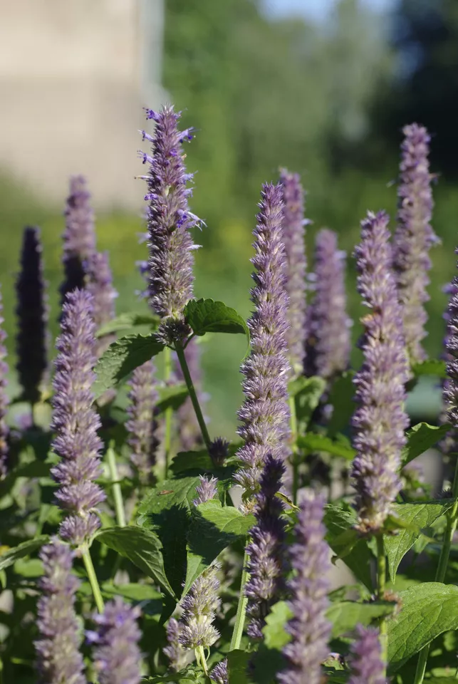 Anise Hyssop Anise Hyssop Herb Licorice Scented Foliage 640 Seeds - $9.80