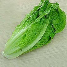 BStore 3000 Seeds Parris Island Romaine Lettuce Lactuca Sativa Vegetable - £7.50 GBP