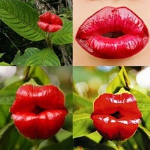 50pcs Sexy Red Lip Flower Seeds Garden Park Yard Plant Psychotria Elata Seeds - £3.14 GBP