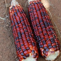 USA Seller Ornamental Corn Seeds Bloody Butcher 50 Seeds Red Corn Heirlo... - $20.98