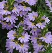 20 Scaevola Mix Flower Seeds Fresh Seeds - $5.19