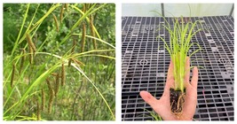 Carex crinita | Starter Plant Plug | Fringed Sedge | Sedge Family | Showy - $32.99