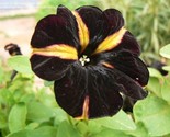 Petunia 20 Authentic Seeds Free Shipping Usa - $5.25