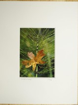 Tom Adams Photography Nature Maple Leaf On Horsetail Oregon Photo Art 11X14 - £19.32 GBP