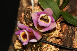 Dendrobium Fuscifaucium Miniature Orchid Mounted - £69.98 GBP