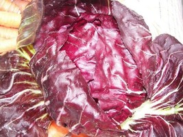 US Seller 500 Radicchio Seeds - Palla Rosa Non-Gmo Heirloom - £7.01 GBP