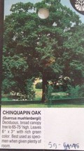 Chinquapin Oak Tree 4&#39;-6&#39; Healthy Live Shade Trees Plants Home Landscape... - £111.42 GBP