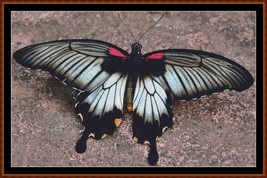 Little Wings - Asian Swallowtail Butterfly ~~ counted cross stitch patte... - $15.99