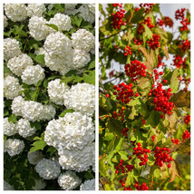 USA SELLER 30 European Cranberry Snowball Tree Guelder Rose Viburnum Opulus Red  - £11.85 GBP