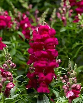 Snapdragon Snaptastic Magenta 500 seeds - £27.83 GBP