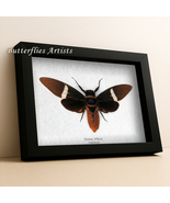 Real Cicada Tosena Albata Framed Entomology Collectible Museum Quality S... - €51,93 EUR Real Cicada Tosena Albata Framed Entomology Collectible Museum Quality S... - €51,93 EUR