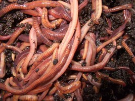 SUPER Red Wiggler Worms (Composting Worms) 250 500 count - £36.49 GBP+
