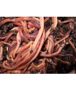 SUPER Red Wiggler Worms (Composting Worms) 250 500 count - £35.34 GBP+