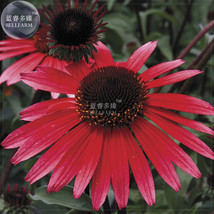 200 Seeds Echinacea Solar Flare Dark Red Big Single Petals Bonsai Flowers Drough - £5.93 GBP