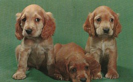 Vintage Postcard Cocker Spaniel Puppies 3 Blonde Dogs Unused 1960&#39;s - £5.46 GBP