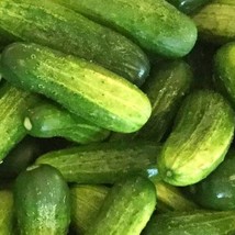 Homemade Pickles Cucumber Pickling Gardening Fresh USA SHIPPING - £11.14 GBP