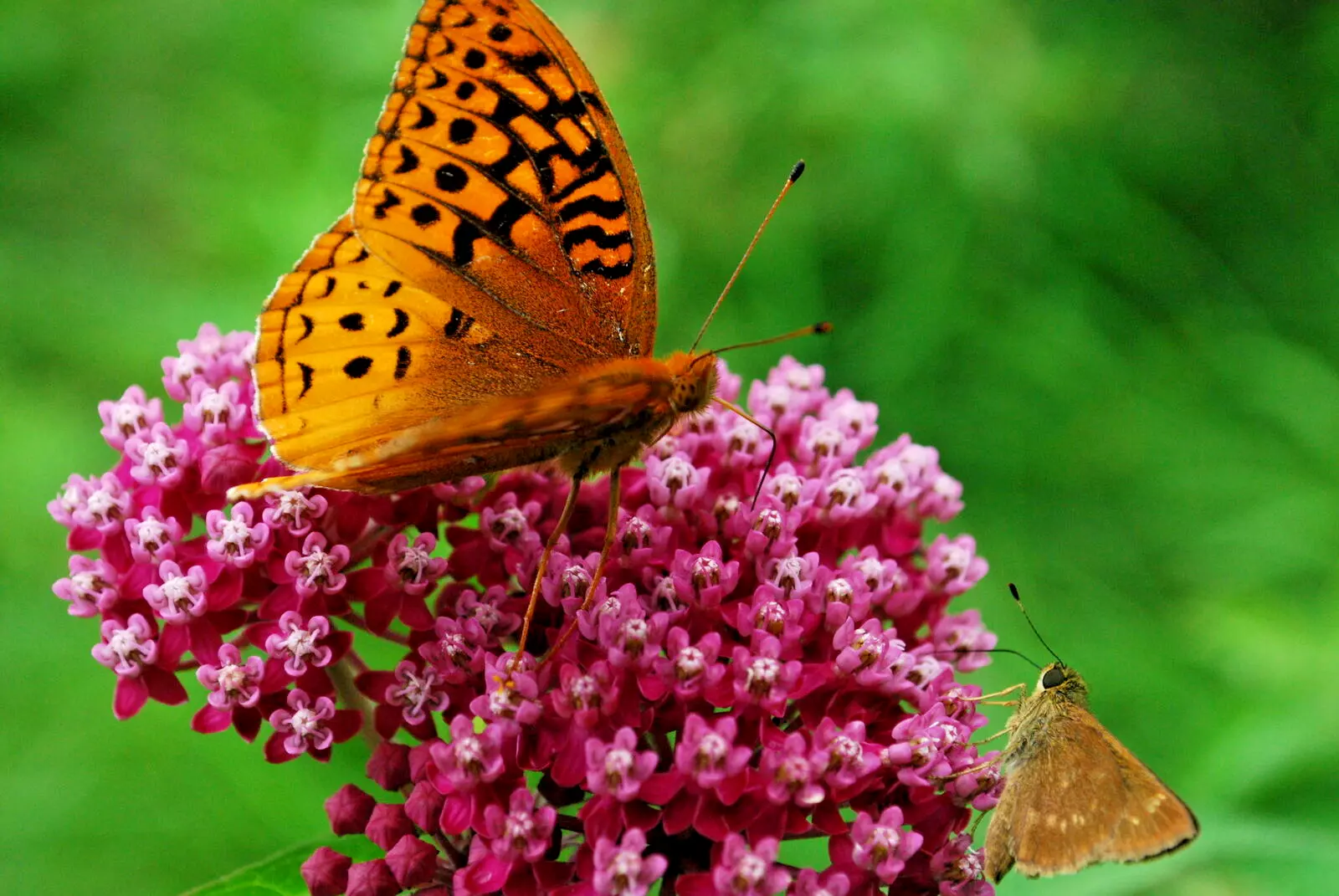 1000 ASCLEPIAS INCARNATA Seeds (Swamp Milkweed) Perennial Pollinator Flower - $22.34