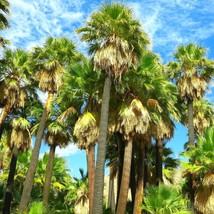 Giant California Fan Palm Tree Seeds Washingtonia Filifera Tall Mexican Desert T - £6.14 GBP