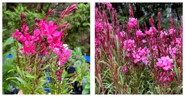 Live Plant Pink Gaura Lindheimeri or Wand Flower / Bee Blossom Grass Qua... - £41.65 GBP