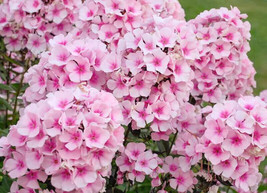 100 Seeds Bright Eyes Phlox for Garden Planting  - £6.85 GBP