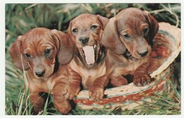 Vintage Postcard Dachshund Puppies in Basket 1960&#39;s Lusterchrome Dog Card - $8.90