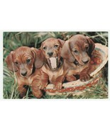 Vintage Postcard Dachshund Puppies in Basket 1960&#39;s Lusterchrome Dog Card - $6.92