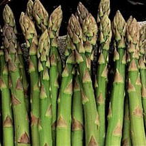 Mary Washington Asparagus Marvelously Productive Best Gardening Fresh USA SHIPPI - $11.93