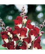 30 Of ANTIRRHINUM NIGHT AND DAY SNAPDRAGON FLOWER SEEDS - LONG LASTING A... - £7.85 GBP