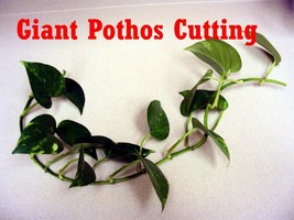 Two Cuttings Climbing Giant Pothos philodendron Money tree PLANTS New Growth - £14.67 GBP