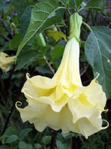 25 seeds Yellow Angel Trumpet large flowers Easy to Grow Garden - £10.76 GBP