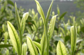 5 pcs/lot Chinese Green Tea Tree Bonsai Plant DIY Healthy Bonsai Tea Tre... - £5.52 GBP
