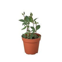 Peperomia 'Parallel'-3" Pot - $61.49