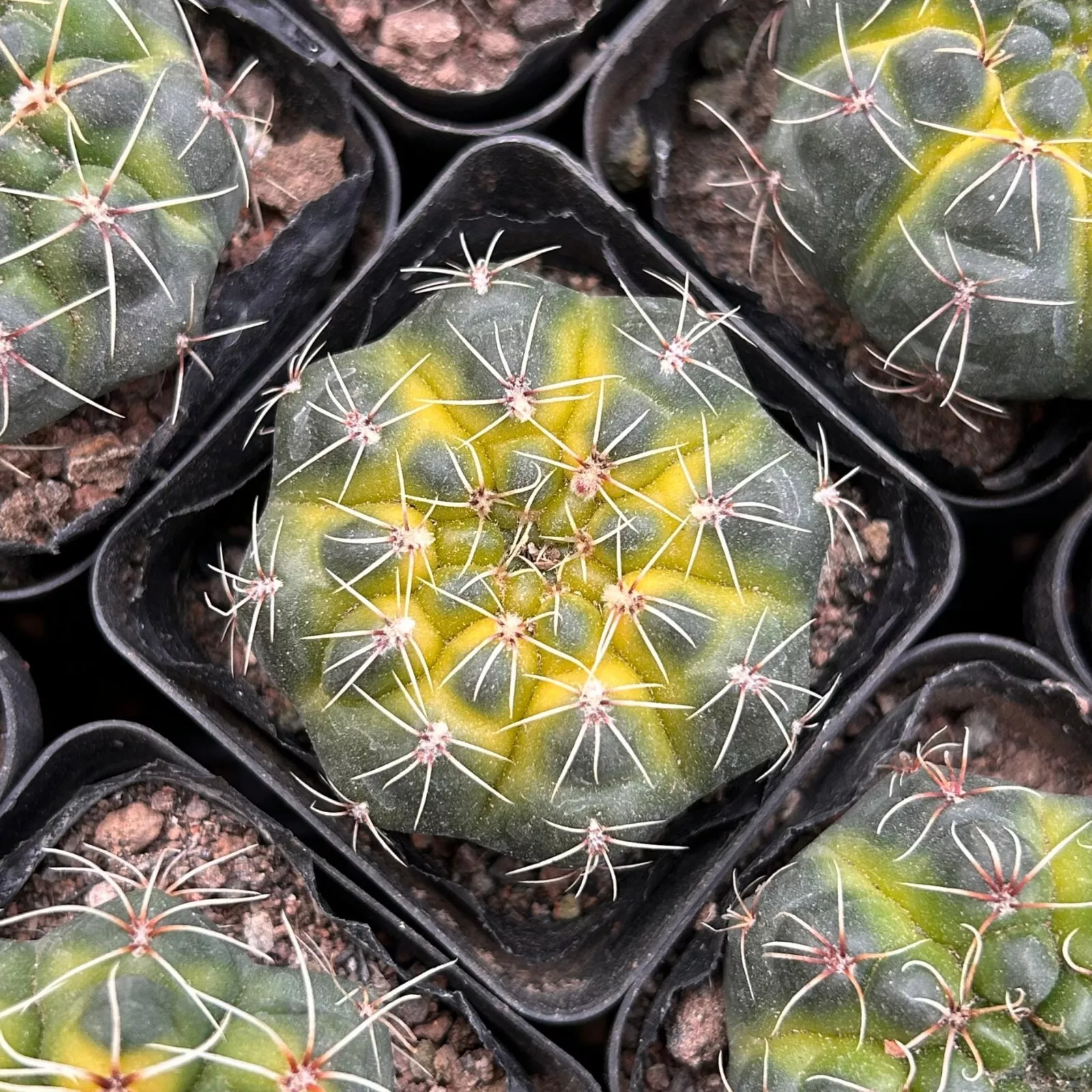 2&#39;&#39; Gymnocalycium Baldianum Variegated, Live Succulent Plants,Rare Plants  - $29.99