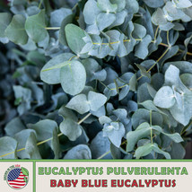 40 Baby Blue Eucalyptus Seeds Eucalyptus Pulverulenta Genuine Usa USA Seller Gar - $9.90