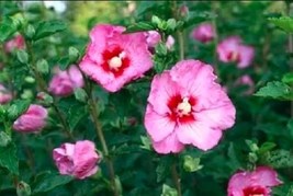 15 pcs Beautiful Pink Rose of Sharon Hibiscus Flower Seeds / Perennial - $15.99