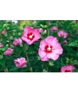 15 pcs Beautiful Pink Rose of Sharon Hibiscus Flower Seeds / Perennial - $15.99