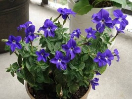 50 Browallia Americana Aka Amethyst Flower &amp; Bush Violet Purple Flower Seeds - £6.55 GBP