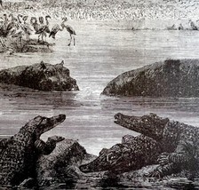 Hippo Crocodile Zambesi River 1890 Woodcut Victorian Stanley In Africa DWAA2E - £31.23 GBP