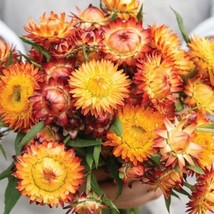 100 Strawflower King Orange Seeds USA SELLER - £7.24 GBP