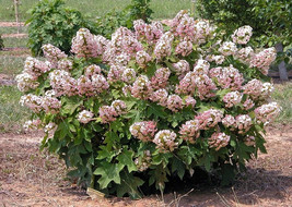 MUNCHKIN OAKLEAF HYDRANGEA 4" POT image 4