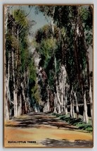 Eucalyptus Trees California Fred Martin Hand Colored Gilded Photo Postcard I29 - £7.90 GBP