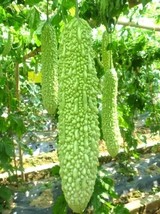 20 Organic Green Skin Long Bitter Gourd Seeds , Khổ Qua Mỡ Trái Dài, 2024 Season - £3.79 GBP