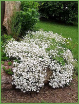 1000 Seeds White Baby&#39;S Breath &#39;Covenant Garden&#39; Gypsophila Elegans Flower  - £7.61 GBP