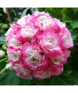African Rose Geranium Plant 20 Seeds - $309.33 MXN