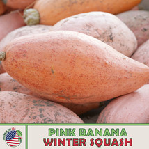 10 Pink Banana Winter Squash Seeds Georgia Candy Fresh Seeds - $6.86