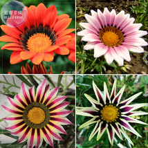 Treasure Flowers Gazania Flower Mixed Seeds 30 Seeds Gardening USA SELLER - £4.90 GBP