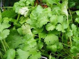 Cilantro Seed, Slow Bolt, Heirloom, Organic 100 Seeds, Non Gmo, Great HERB/SPICE - £3.98 GBP