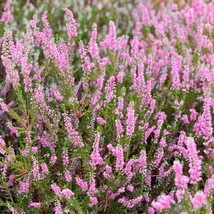 Fresh Seeds Calluna Vulgaris Heather Flower Seeds 2000 Seeds - $19.98