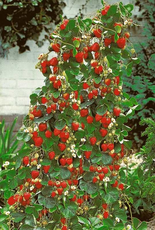 Item image 1 image 1